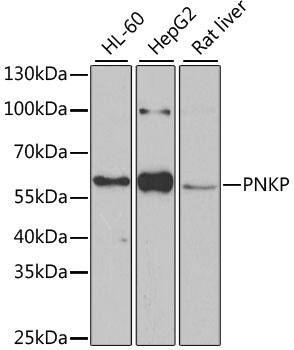 PNK Antibody