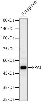 Phosphoribosyl Pyrophosphate Amidotransferase Antibody