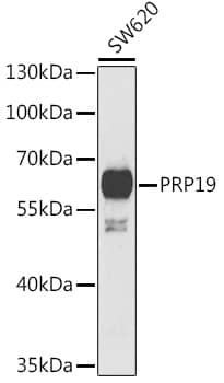 PRP19 Antibody