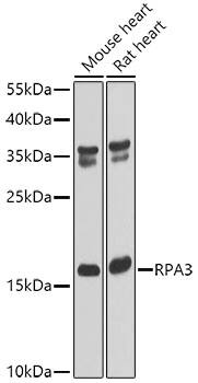 RPA14 Antibody