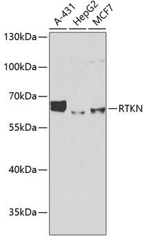 RTKN Antibody