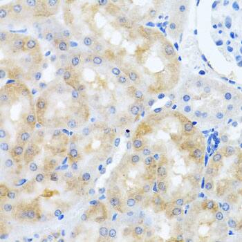 SCO1 Antibody