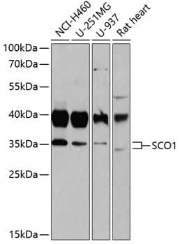 SCO1 Antibody