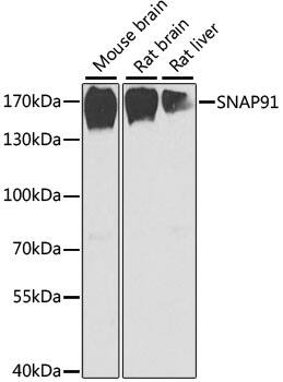 AP180 Antibody