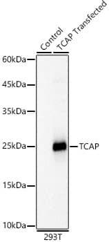 TCAP Antibody