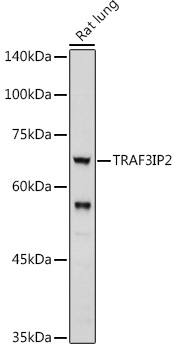 TRAF3IP2 Antibody