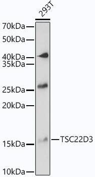 GilZ Antibody