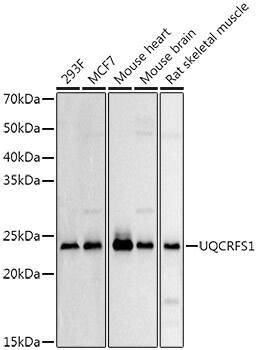 UQCRFS1 Antibody