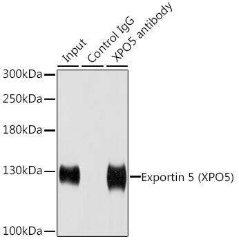 Exportin-5 Antibody