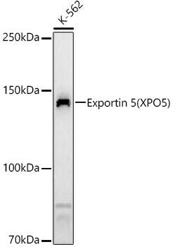 Exportin-5 Antibody