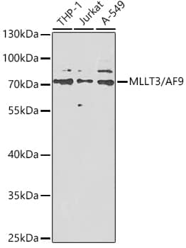 AF9 Antibody