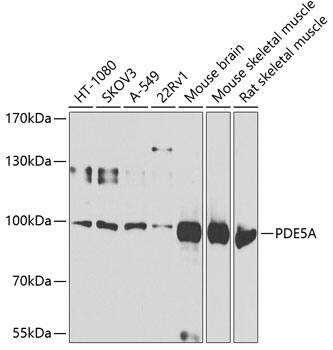 PDE5A Antibody