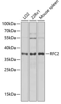 RFC2 Antibody