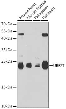 UBE2T Antibody