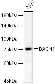 DACH1 Antibody