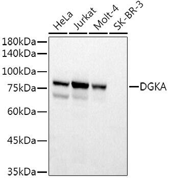 DGK-alpha Antibody