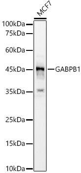 GABPB1 Antibody