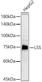 LSS Antibody