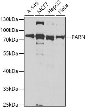 PARN Antibody