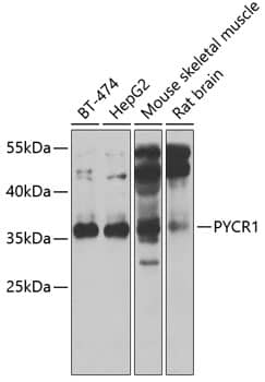 PYCR1 Antibody