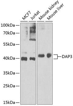 DAP3 Antibody