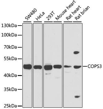 COP9 Antibody