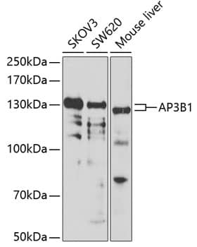 AP3B1 Antibody
