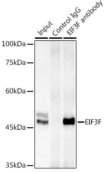 EIF3F Antibody