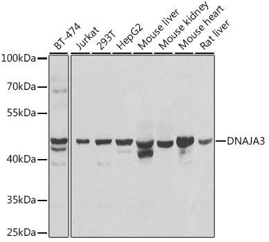 TID1 Antibody