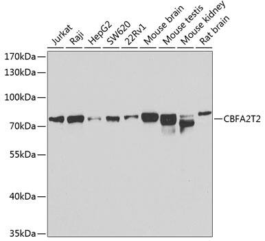 MTGR1 Antibody