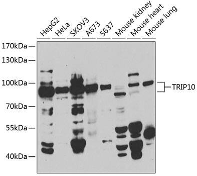 Cip4 Antibody