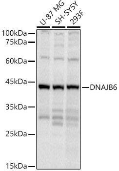 DNAJB6 Antibody