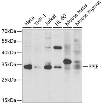 Cyclophilin-E Antibody