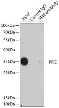 Cyclophilin-E Antibody