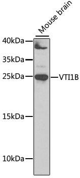 VTI1B Antibody