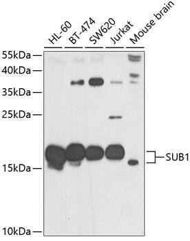 SUB1 Antibody