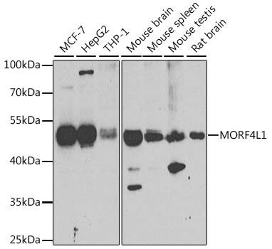 MRG15 Antibody