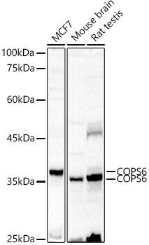 COPS6 Antibody