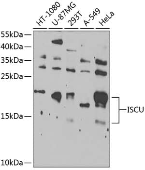 ISCU Antibody