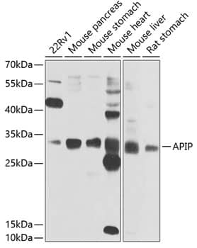 APIP Antibody