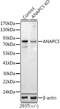 Apc5 Antibody