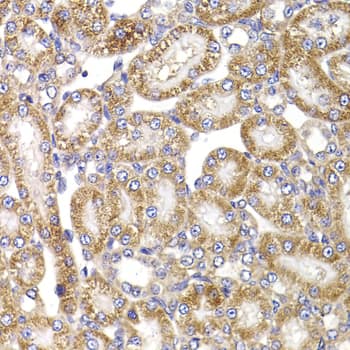 Apc5 Antibody