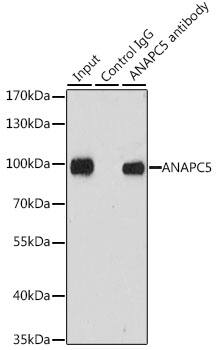 Apc5 Antibody