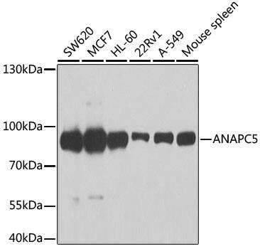 Apc5 Antibody