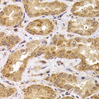 Apc5 Antibody