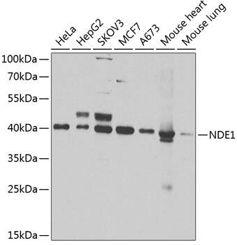 NDE1 Antibody