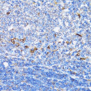 NDE1 Antibody