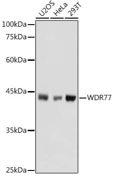 WDR77 Antibody