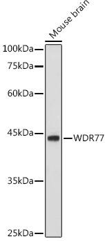 WDR77 Antibody