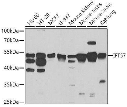 HIPPI Antibody